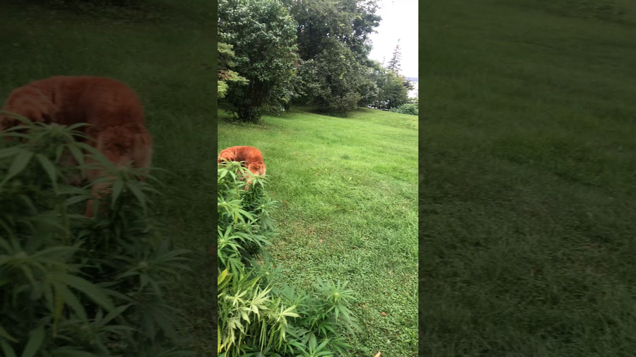 Vermont Outdoor Grower 9/2/19