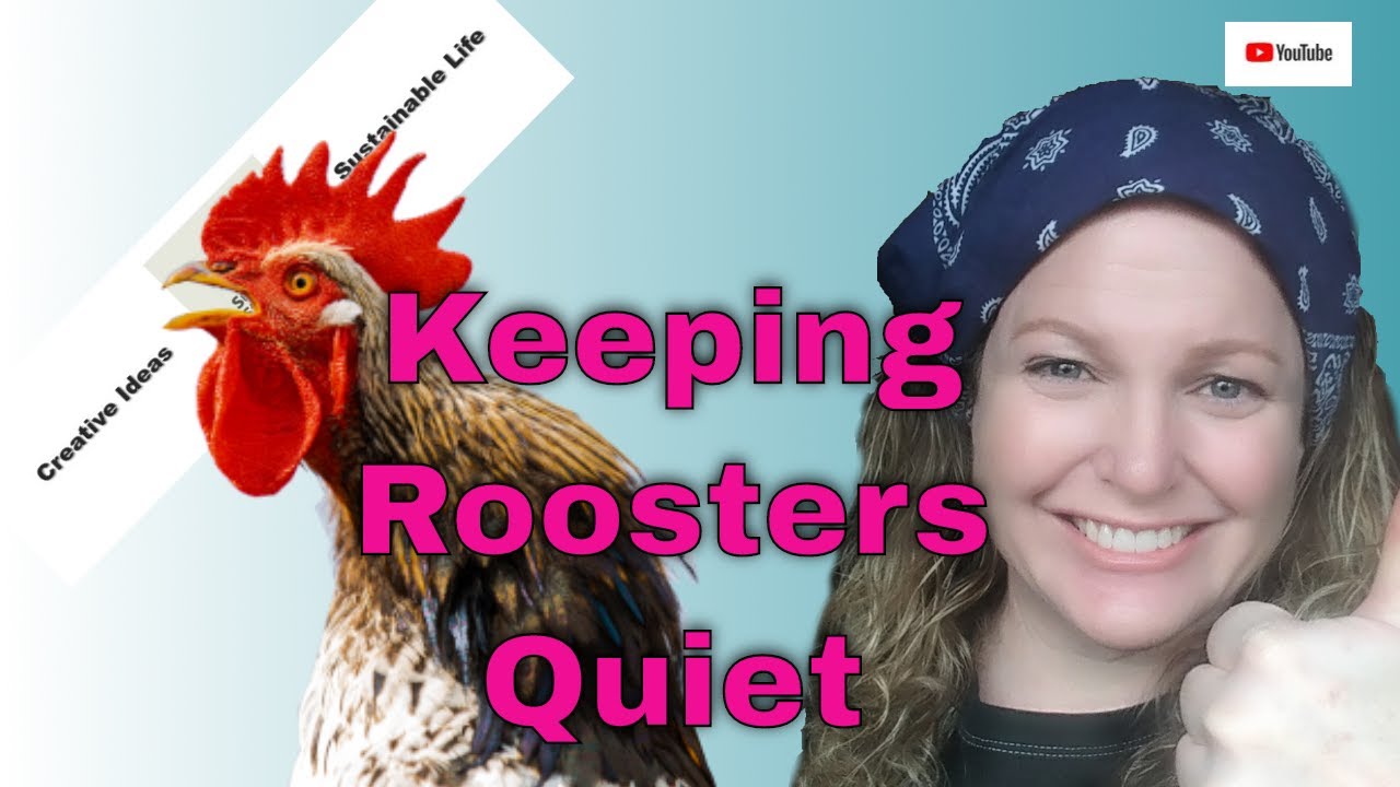 How I keep my Roosters Quiet - Cheap, Easy, DIY, Not a No Crow Collar, Rooster "Blanket" - YouTube