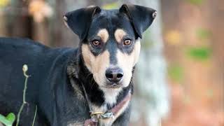 "Dalton" for adoption at Walton Co Animal Control