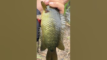 🎣 🐠 Giật cá rô dưới cơn mưa rào 🌧️ #CauCa #HaiHuaFishing #Fishing #xuhuong #FishingShorts