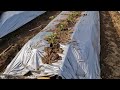 WATERING PROCESS FOR CURLY CHILI AFTER PLANTING USING A DRIP IRRIGATION SYSTEM - Agriculture Farming