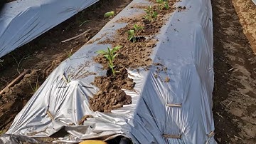 WATERING PROCESS FOR CURLY CHILI AFTER PLANTING USING A DRIP IRRIGATION SYSTEM - Agriculture Farming