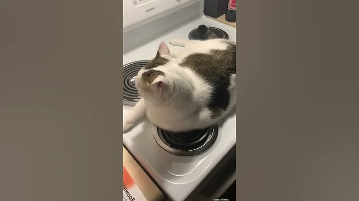 Video 3157711: maine coon cat dancing, games cats mating, cats catlover cute