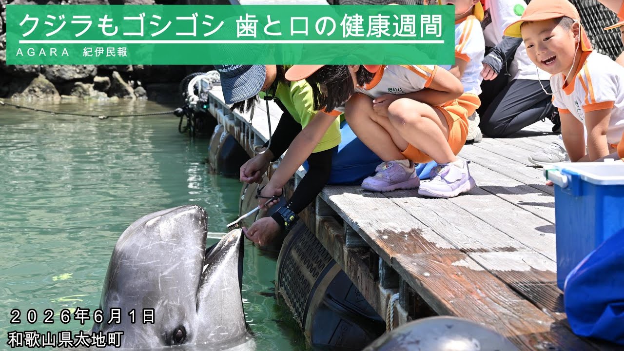 動画】クジラの歯磨き披露 健康週間を前に、和歌山県太地の博物館