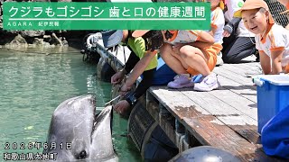 動画】クジラの歯磨き披露 健康週間を前に、和歌山県太地の博物館