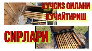 КУЧСИЗ АСАЛАРИ ОИЛАСИГА ЙОРДАМ БЕРИБ КУЧАЙТИРИШ.АСАЛАРИЧИЛИК.АСАЛАРИЧИЛИКНИ УРГАНИШ.АСАЛАРИ СИРЛАРИ.