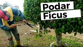 HAZLO TÚ MISMO JARDINERÍA: podar y cortar arbol Ficus