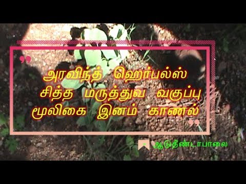 Aristolochia Tamil Name