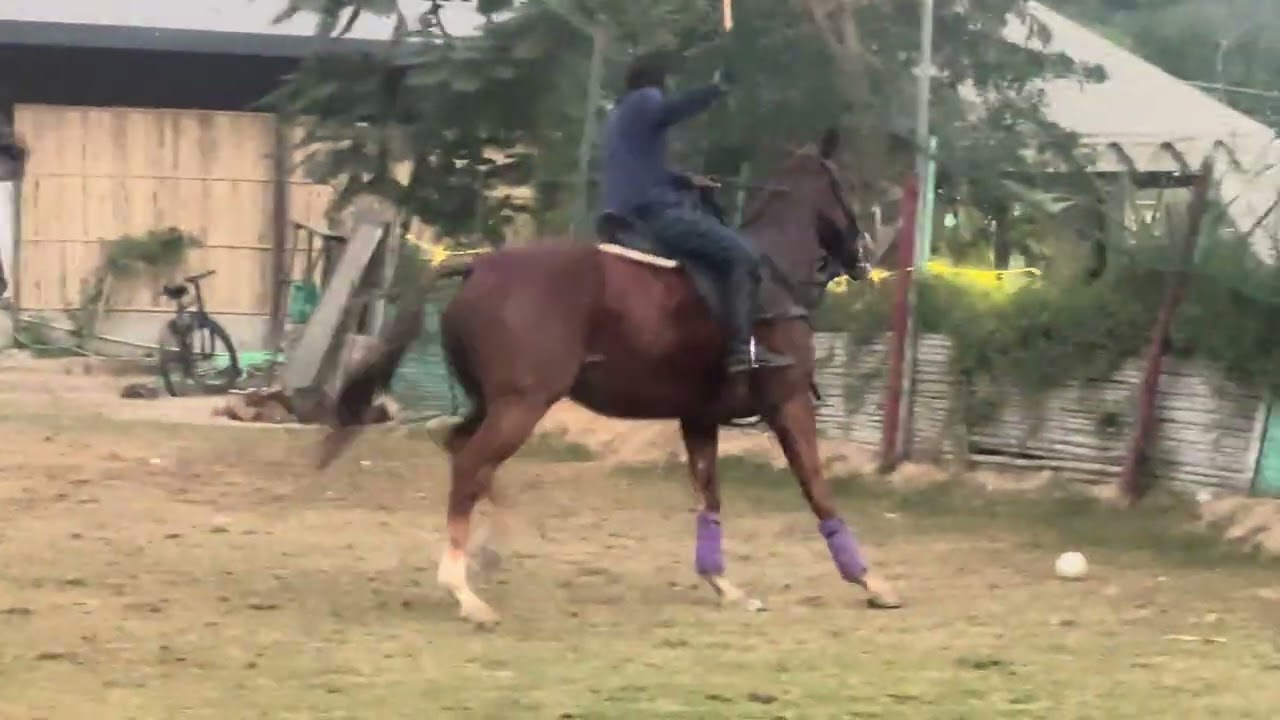 Jaipur best polo club 