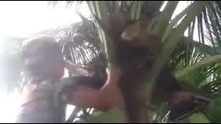 Tips dan trik memanjat pohon kelapa bagi pemula