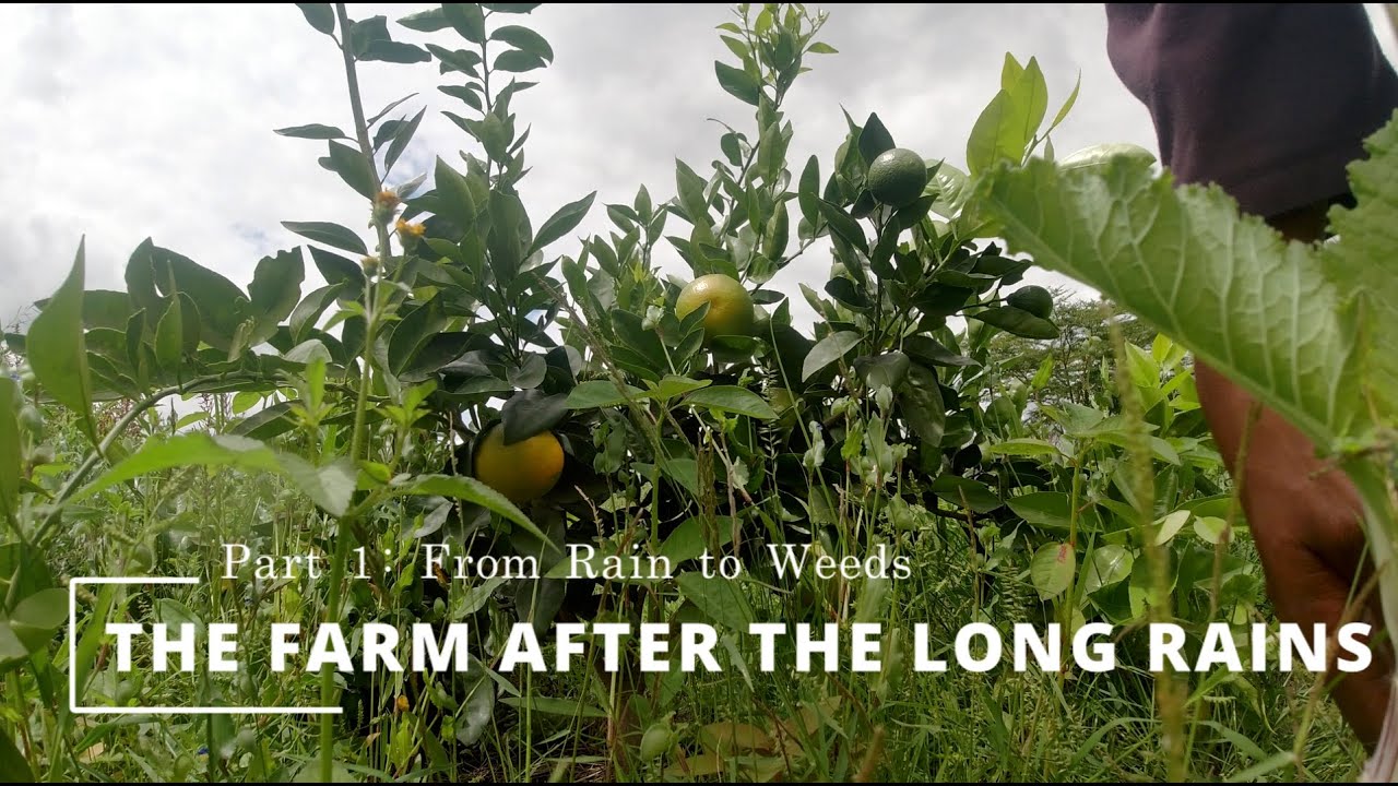 From Rain to Weeds: The Farm After the Long Rains - Part 1. 