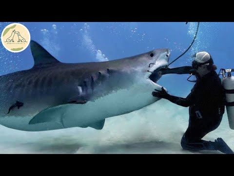 人間に助けを求めてきたサメ。釣り針を取った後に驚くべきことが!【感動】