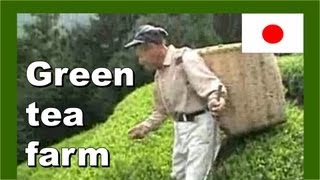 Return to the mountain top green tea farm 山頂日本緑茶ファームに戻る - Walking in Japan 日本でのウォーキング