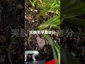 玉ねぎ栽培・玉ねぎ苗