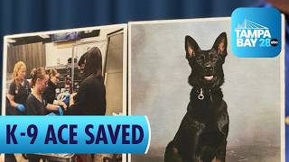 After taking a bullet for deputies, Polk County K-9 Ace survives surgery