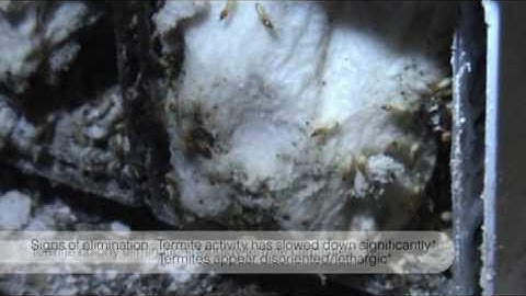 Xterm®: Installing your piece of mind