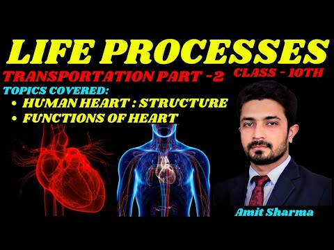 Human Heart, Transportation Part - 2, Life Processes