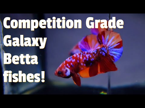 Galaxy Plakat Betta Fishes