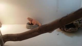 Venus my silk back bearded dragon