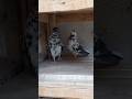 Black &amp; white Crusted Persian Highflyer pigeon pair #kabutar #kabootarba #pigeon #kabootar #birds
