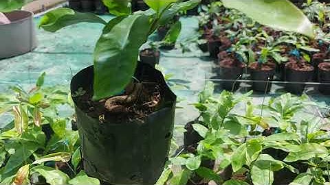 Cúc Tiên Ông ( 7 tầng ) 150k/ cây. Bao ship. Lh; 0379640642