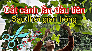CÁCH TRỒNG NHO : Tiến hành cắt cành tạo tán lần đầu . PHẦN 3