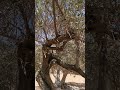 Crickets in Olive tree at Sifnos, Greece