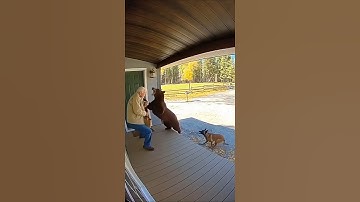 🫣Bear Attacks at the Door! Dog Saves the Day