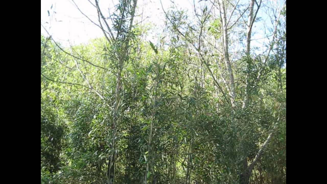 Songs of the Holler: Eastern Phoebe 