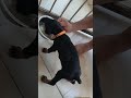 #doberman#royal canin starter #puppy feeding #