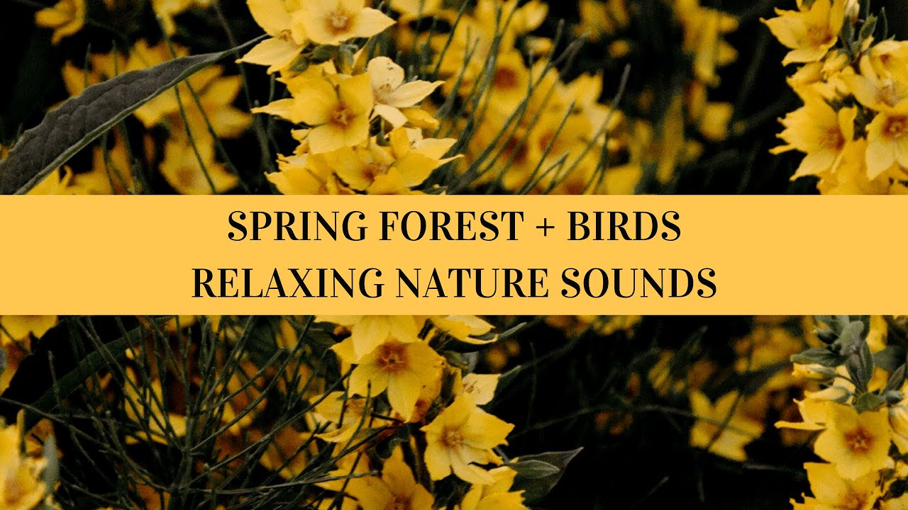 Spring Forest Sounds with Birds Singing | 1.35H Relaxing Nature ...