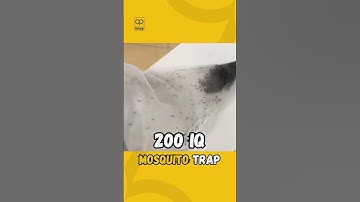 Mosquitoes Never Stood Chance