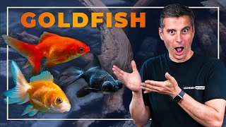 Our First Aquarium With Goldfish : A Step-by-Step Guide