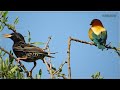 &Mu;&epsilon;&lambda;&iota;&sigma;&sigma;&omicron;&phi;ά&gamma;&omicron;&sigmaf; &kappa;&alpha;&iota; &Psi;&alpha;&rho;ό&nu;&iota;&alpha; &Kappa;&epsilon;&lambda;ά&eta;&delta;&eta;&mu;&alpha; - European Bee-eater &amp; Common Starling birds Singing