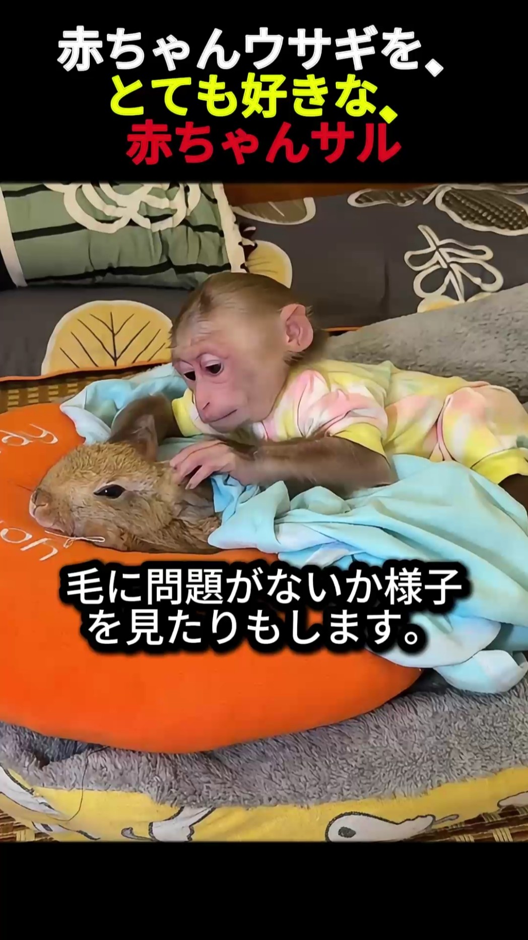Baby monkey loves baby rabbits very much #cute #pet #rabbit - YouTube