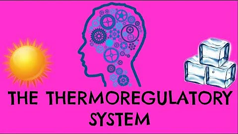 Thermoregulatory System - How Does It Control Our Body Temperature - GCSE Biology