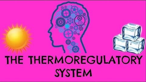 Thermoregulatory System - How Does It Control Our Body Temperature - GCSE Biology