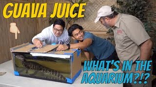 What's in the Box Challenge Gets Juicy with Reptiles