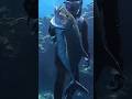 New film of Okinawan Spearfisherman coming soon!!