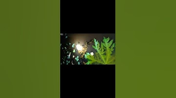 Cách Nuôi Ốc Nhồi Không Bị Chết, Cách Nuôi Ốc Nhồi Hiệu Quả#7|ỐC NHỒI BẮC GIANG