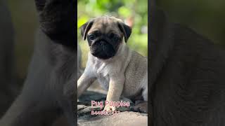 Our little pug babies are bundles of joy, full of love and playfulness #pug #puppies #doglove #pune