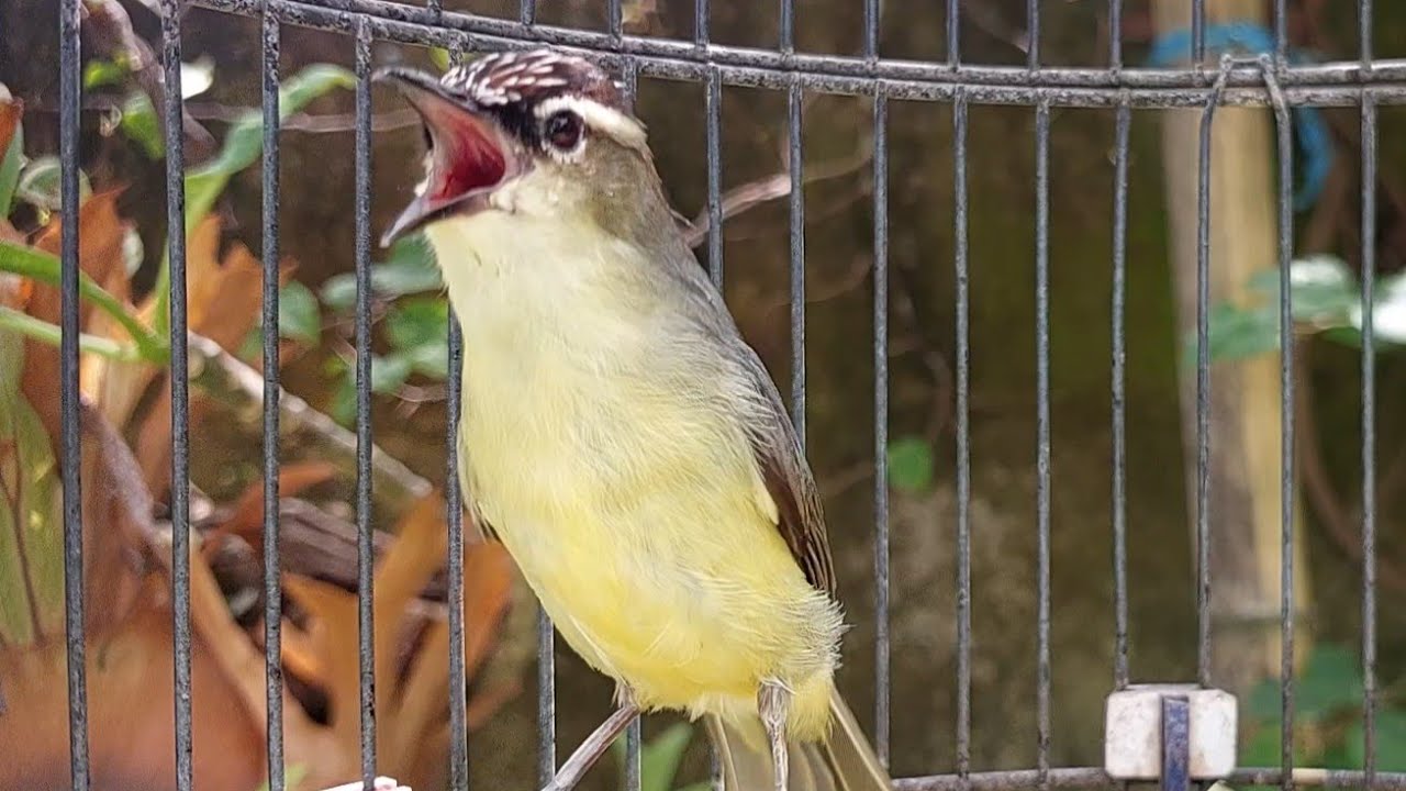 MAsteran & pancingan burung Opior Jambul Gacor #opiorjambul254