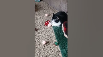 Throwback to Christmas when the cats got catnip and cat toys. #catnip #cattoys #catshorts