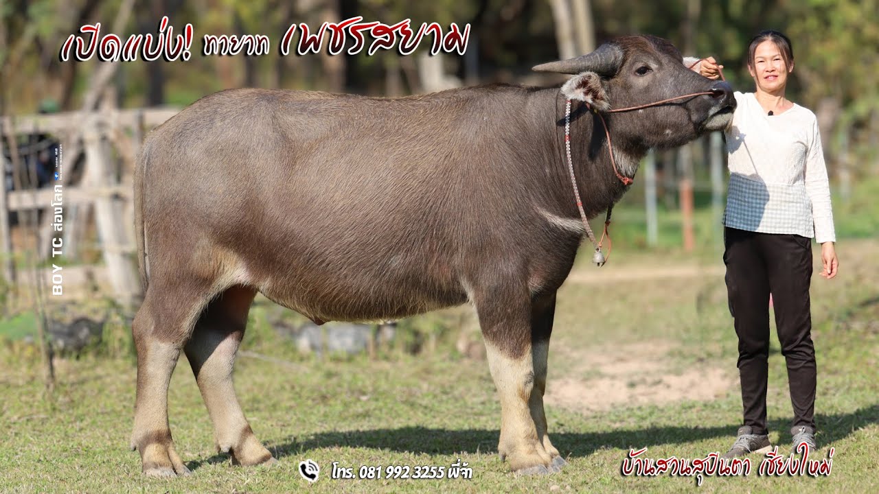 เปิดแบ่งลูกชายเพชรสยาม รูปร่างกระดูกโครงสร้างใหญ่