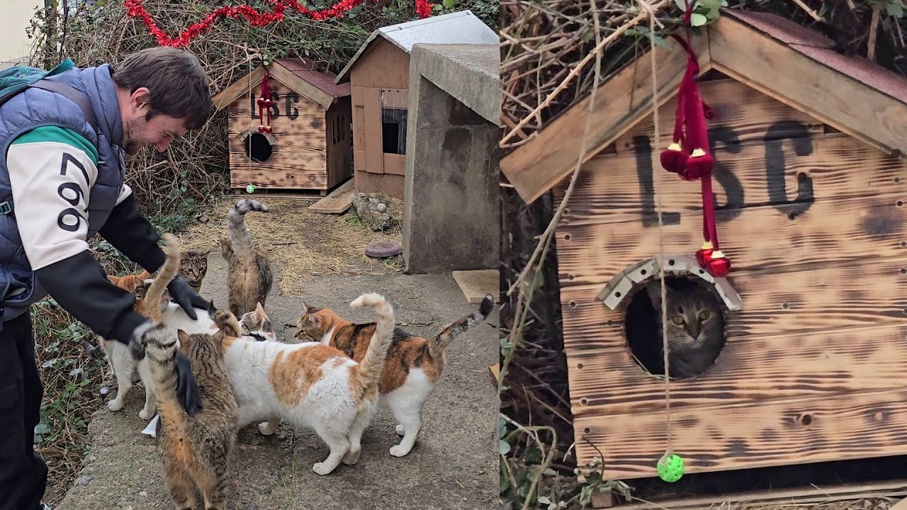 My Best Friends Wait for Me Every Day at the Cat Hotel 🐱❤️