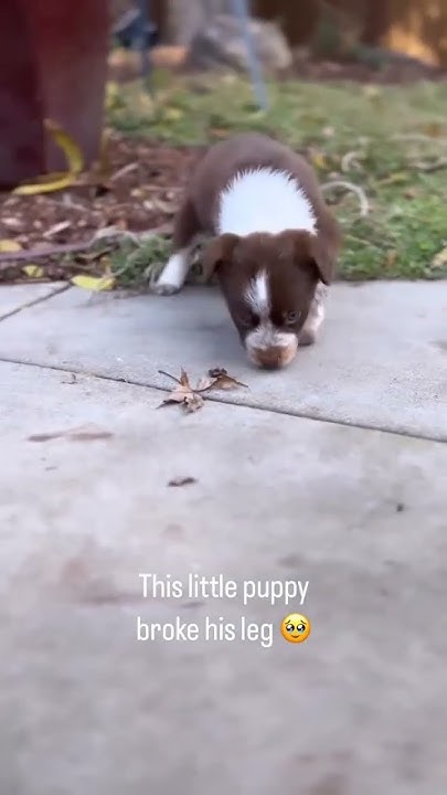 the-little-puppy-broke-his-leg-puppy-shorts-ytshorts-youtube