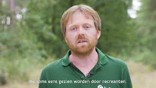 Kan Ik Nog Veilig Gaan Wandelen Met De Hond In Het Bos Nu De Wolf Terug Is? Natuur En Bos