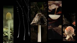 Mycoremediation