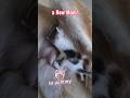 Helping an Abandoned Kitten Find a Loving New Mom