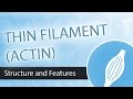 Thin Filaments and Actin Structure